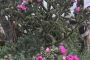 Zimootporni kaktus, kod mene je napolju izdrzao -28 celzijusa, svake godine cveta PINK mesnatim cvetovima. ide u visinu cca 120 cm. Prodaje se reznica